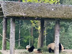 -中国大熊猫保护研究中心雅安碧峰峡基地