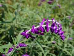 -白鹭湾湿地公园