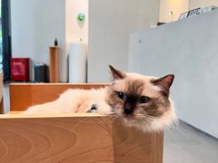 -创凡宠物医院·骨专科  猫科中心(西乡分院)