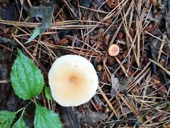 -五营红松林海景区