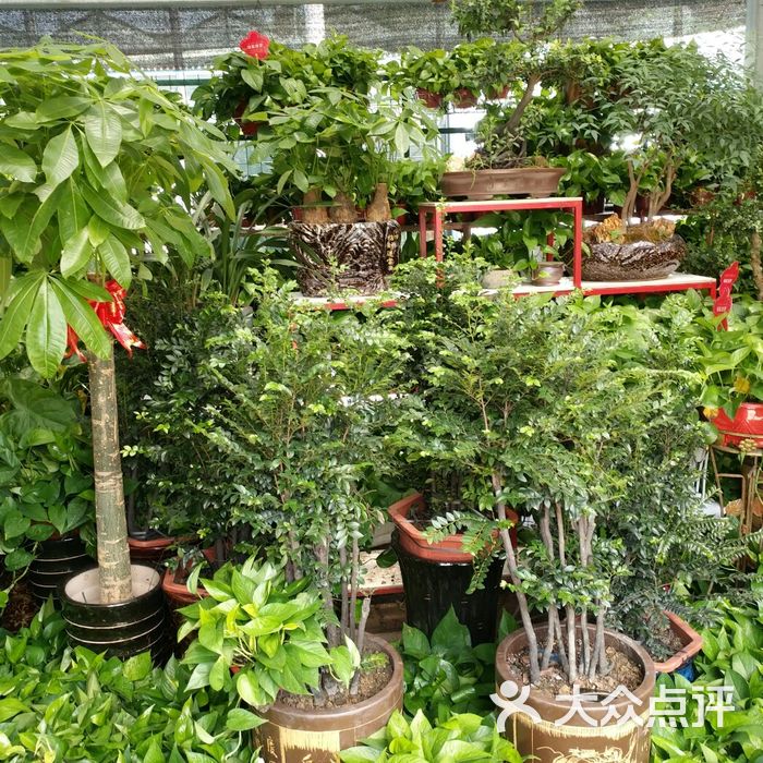 曹静花卉经营部图片-北京花店-大众点评网