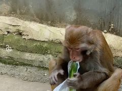 -黔灵山公园-南门售票处