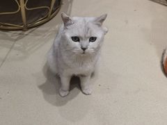 -藏猫猫咖啡主题馆(中央大道店)