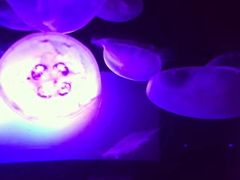-西雅图水族馆