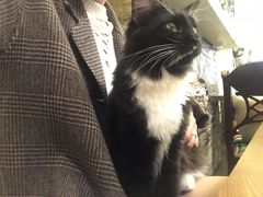 -猫色咖啡·猫咖
