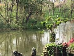 -新江湾城公园