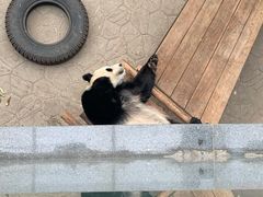 -沈阳森林动物园