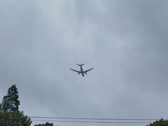 -龙大花卉苗木市场