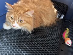 -美联众合宠物医院·爱萌分院·内外科·猫科中心