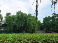 -莲湖公园