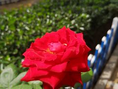 -中国人民解放军第九医学中心(306医院)