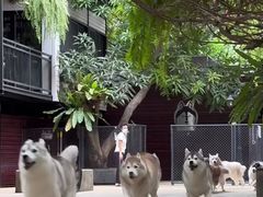 -TrueLove @ Neverland (Husky Cafe)
