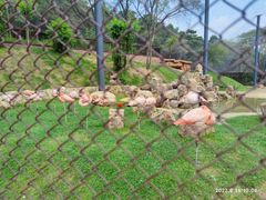 -沈阳森林动物园