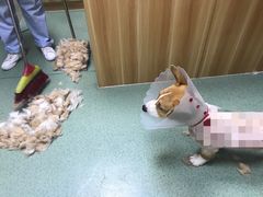 -康乐宝动物医院