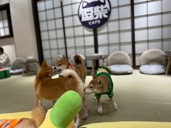 -逗柴咖啡屋·狗咖猫咖宠物桌游