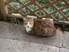 -普陀山风景名胜区-法雨禅寺