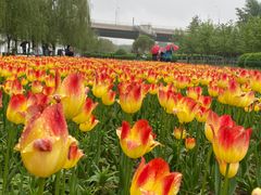 -长白岛森林公园