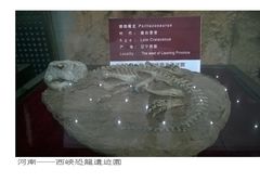 -中国西峡恐龙遗迹园