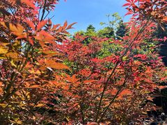 -广州市帽峰山景区