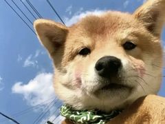 -乡村基(龙泉中街餐厅)