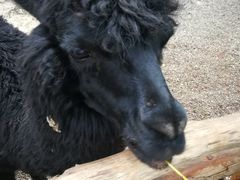 -海南热带野生动植物园