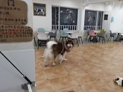 -Let's go狗咖·猫咖·奶狗·桌游(春熙路IFS店)