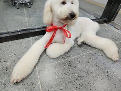 -宠物家(大兴旧宫店)
