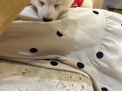 -柴犬小屋·柴餐厅·狗咖食堂(金鼎广场店)