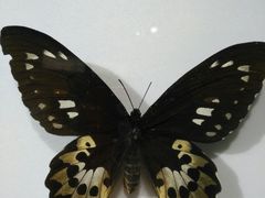 -上海昆虫博物馆