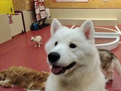 -和它·交个朋友·狗咖猫咖(爱琴海店)