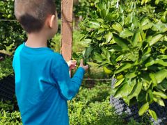 -前小桔亲子创意农场·草莓采摘·露营烧烤