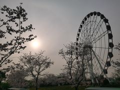 -顾村公园