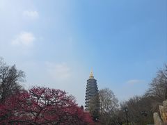 -红梅公园