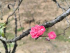 -中山市树木园