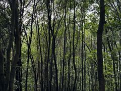 -火炉山森林公园