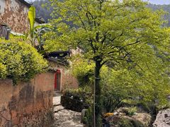 -杨家堂村