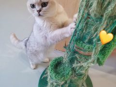 -豆逗聊愈猫阁Easy Life
