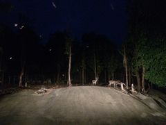-清迈夜间动物园