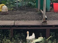 -同銮特种养殖场·龙虾垂钓