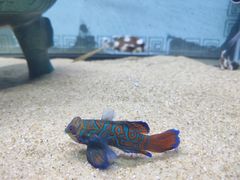 -欢乐海岸海洋奇梦馆
