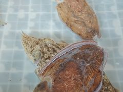 -梅姐海鲜餐厅(水头海鲜街店)