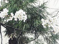-鸡鸣寺