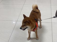 -美联众合动物医院·24h京西诊疗中心