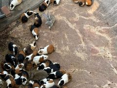 -西霞口神雕山野生动物世界