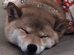 -逗柴咖啡屋·狗咖猫咖宠物桌游