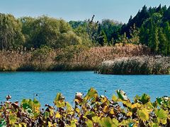 -溱湖国家湿地公园