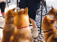 -柴犬高等学院·狗咖·柴犬售卖·宠物训练