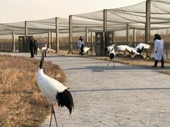 -盐城丹顶鹤湿地生态旅游区