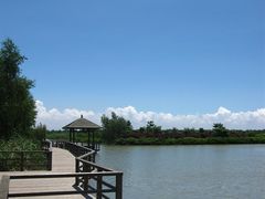 -大湾区中央湿地公园