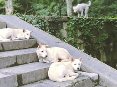 -灵谷景区